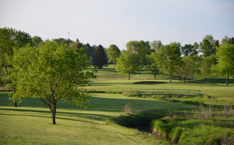 trees on golf course green